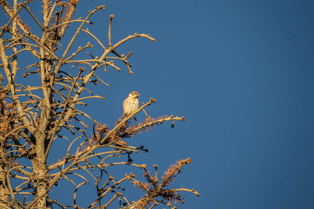 Passeriforme da id.:  Passera mattugia  (Passer montanus)